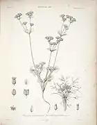 Azorella trifoliolata