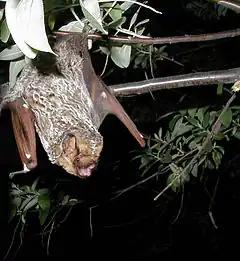 La Chauve-souris cendrée.