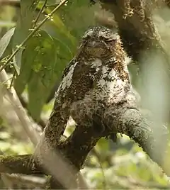 Description de l'image Hodgson’sFrogmouth.jpg.