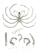 Colossendeis australis (Colossendeidae)