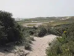 plantations sur du sable