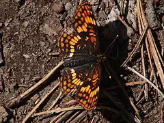 Description de l'image Hoffmann's Checkerspot Butterfly- Chlosyne hoffmanni (9403884612).jpg.