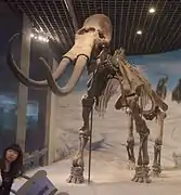 Mammuthus sungari