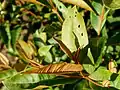 Jeunes feuilles de Byrsonima crassifolia