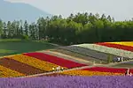Photo couleur montrant un champ de fleurs.