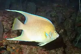 Holacanthus bermudensis