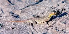 Description de l'image Holbrookia propinqua, keeled earless lizard, Tamaulipas.jpg.