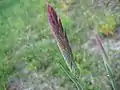 Inflorescence et couleur violacée typique