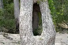 Un gros arbre entouré de feuilles mortes et de végétation buissonnante, avec un trou béant à sa base.