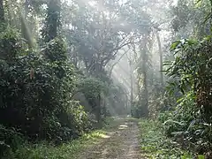 La luxuriante forêt assamaise est très menacée par les activités humaines.