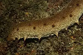 Holothuria arguinensis (rares incursions en mer d'Alboran)