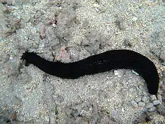 Holothurie noire (Holothuria leucospilota)