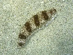 Spécimen à Hawaii, qui montre les longs podia densément implantés.