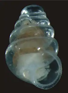 Description de l'image Holotype of Zospeum tholussum - SubtBiol-011-045-g002.jpg.