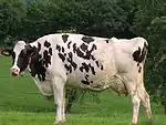 Photo couleur d'une vache pie noir sans cornes, à charpente et musculature fine et mamelle développée.