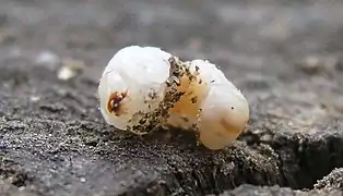 Petite vrillette (larve)