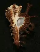 Homalocantha scorpio.