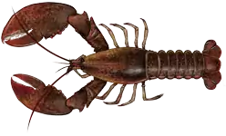 Homarus americanus