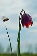 Fleur et abeille à l’approche.