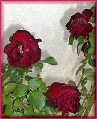 Rose « Hommage à Barbara ».