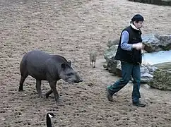 Tapir terrestre