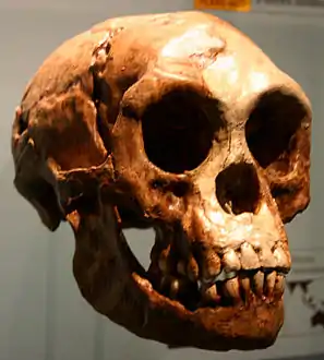 Homo floresiensisLiang Bua 1 (LB 1)