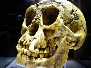 Le crâne d'Homo floresiensis, mis au jour dans la grotte de Liang Bua.