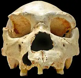 Crâne 5 de la Sima de los Huesos