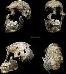 Crâne quasi complet d'Homo naledi (LES1)