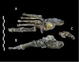 Photo des os d'un pied d'Homo Naledi sur fond noir, en vue de dessus et de côté