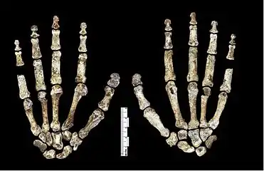 Photo des os d'une main dHomo naledi sur fond noir, en vue de dessous et de dessus