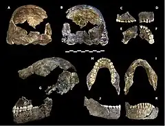 Photo de parties du crâne de l'holotype dHomo naledi, sur fond noir