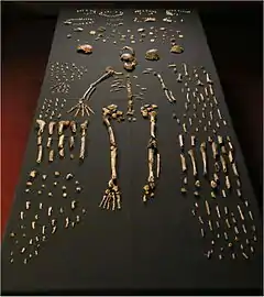 Photo des ossements d'Homo naledi étalés sur une table noire
