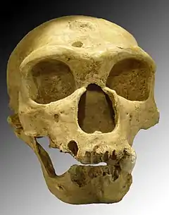 Homo neanderthalensis, La Chapelle-aux-Saints 1