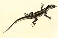 Description de l'image Homonota gaudichaudii 1847 - cropping.jpg.