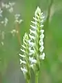 Song of the Irish Lady's Tresses Orchid (no 12, 1987)