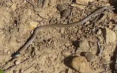 Description de l'image Hooded Snake(Macroprotodon cucullatus).jpg.
