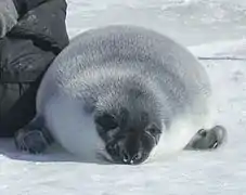 Photographie en couleurs d'un mammifère marin aux poils gris, blancs et noirs, le corps allongé sur la neige et les pattes antérieures repliées.