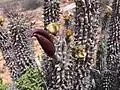 Hoodia gordonii, cactiforme.