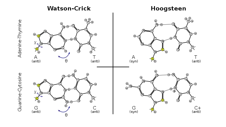 Appariements AT et GC : Watson-Crick (à gauche) et Hoogsteen (à droite).