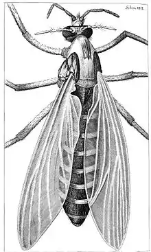 Le dessin d'un moucheron par Hooke.