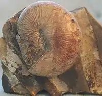 Un spécimen de Hoploscaphites d’Amérique du Nord. La forme de la coquille s'écarte de la spirale.