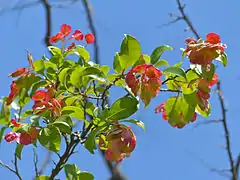 Feuilles et fruits(Parc national Kruger, Afrique du Sud)