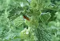 Insecte (punaise) se nourrissant sur le marrube blanc