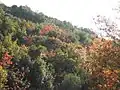 Couleur rouge du P. palaestina, l'automne sur le mont Méron (Galilée).