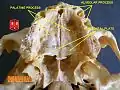 Les lames horizontales de l'os palatin.