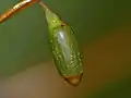 Sporophyte