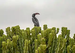 Calao de Hemprich(Lophoceros hemprichii),Somali-Masai.