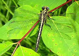 Arigomphus cornutus