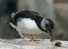 Un oiseau au pluamge noir, blanc et gris, picorant le sol. Malgré quelques couleurs sur le bec, il reste majoritairement très sombre.